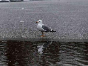 Yazın Dolup Taşan Botanik Park, Kar Yağınca Hayvanlara Kaldı