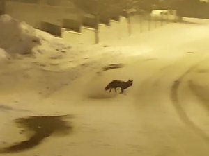 Bursa’da Aç Kalan Tilkiler Yemek Aramak İçin Şehir Merkezine İndi