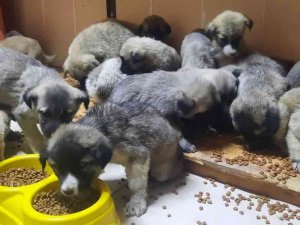 63 Yavru Köpek Son Anda Ölümden Kurtarıldı