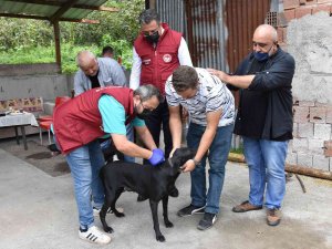 Ordu’da Bin 152 Kedi Ve Köpek Kayıt Altına Alındı