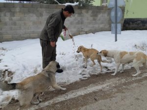 Sokak Hayvanları Unutulmadı
