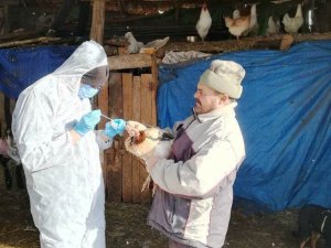 Gediz’de Tavuk Vebası Hastalığı Numune Alım Çalışması