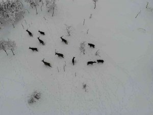 Türkiye’nin İlk Fauna Tanıtım Alanındaki Yaban Hayvanlarına Yem Bırakıldı
