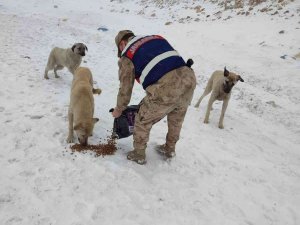 Tunceli’de Soğuk Günlerde Sokak Hayvanları Unutulmuyor