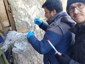 Simav’da ’Tavuk Vebası’ Taraması