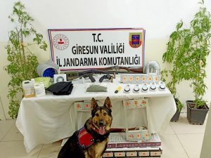 Giresun’da Uyuşturucu Operasyonu