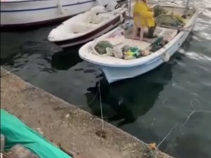 Balıkçı Tarafından Beslenen Su Samuru Kameralara Yansıdı