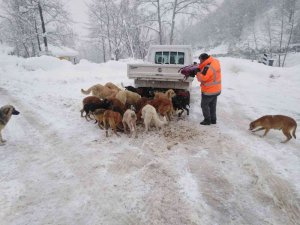 Cumayeri Belediyesi Sokak Hayvanlarını Unutmadı