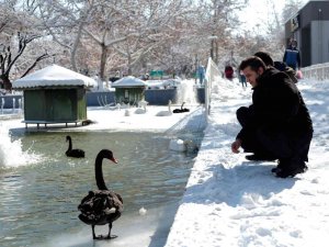 Buz Tutan Havuzda Kuğuların Renkli Görüntüleri