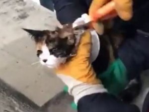 Şanlıurfa’da Kedi Kurtarma Operasyonu