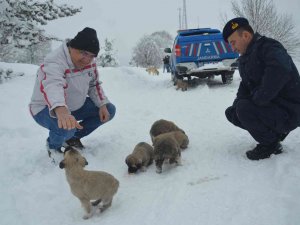 Yaylada Bulunan 8 Yavru Köpek Barınağa Götürüldü