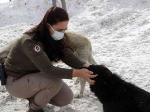 Zigana Dağının Terk Edilmiş Köpekleri Polis Koruması Altında