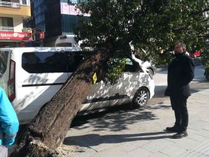 Hatay’da Park Halindeki Aracın Üzerine Ağaç Devrildi