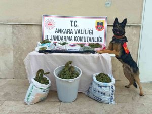 Jandarma Zehir Tacirlerine Geçit Vermedi