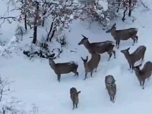 Aç Kalan Geyikler Mahallelere İndi