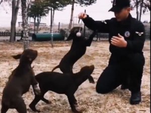 Jandarmanın Görev Köpekleri Eğitimlerine Devam Ediyor