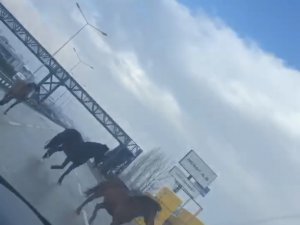 Bursa’da Ana Yolda Gezen Atlar Faciaya Davetiye Çıkarıyor