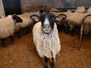 Artvin’de Desteklenen Yerel Irk Koyunlar Kuzulamaya Başladı