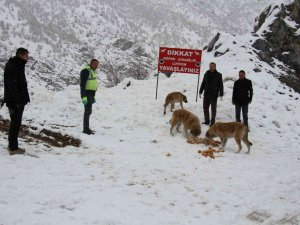 Şemdinli’de Sokak Hayvanları Unutulmadı