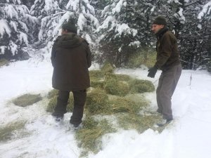 Kütahya Dkmp’den Yaban Hayvanları İçin Yemleme Çalışması
