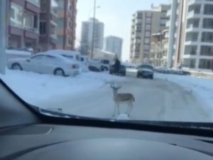 Caddede Koşan Yavru Ceylan Görenleri Şaşırttı