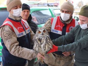 Yaralı Ve Donmak Üzere Olan Puhu Kuşu Tedavi Altına Alındı