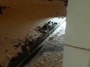 Kar Sonrası Aç Kalan Tilki Şehirde Yiyecek Aradı