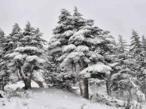 Kahramanmaraş’ta Ormanlar Beyaza Büründü