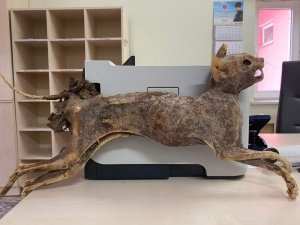 Cami Tadilatında 80 Yıllık Hayvan Cesedi Bulundu