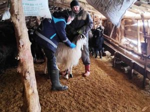 Kütahya’da Anaç Koyun Keçi Tespit Çalışmaları