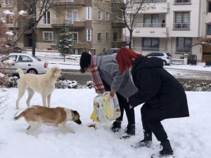 Nevü Öğrencileri Yeni Doğum Yapan Köpeğe Ve Yavrularına Sahip Çıktı