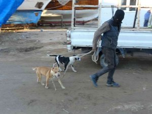 Sokağa Bırakılıp Aç Kalan Pitbullar, 1 Günlük Keçi Yavrusunu Alıp Kaçtı