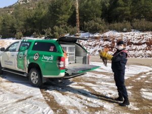 Kanadı Kırık Şahini Jandarma Ekipleri Kurtardı