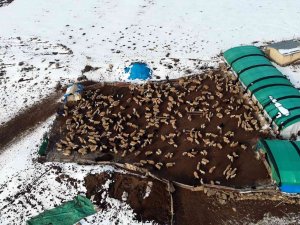 Koyunların Kuzulama Dönemi Başladı