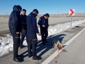 Çizgili Sırtlan Kazada Telef Oldu