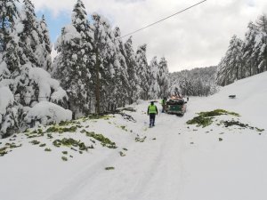 Soğuk Havada Karlı Yollar Yaban Hayvanları İçin Aşıldı
