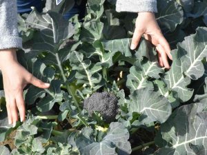 Tarsus Belediyesinin Çiftçilere Ücretsiz Dağıttığı Fideler Meyve Vermeye Başladı