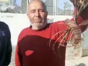 Zehirli Aslan Balığı Kuşadası’nda Yakalandı