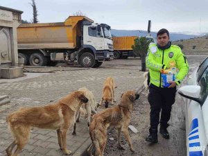 Trafik Polisleri Sokak Köpeklerini Elleriyle Besledi