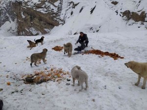 Hakkari’de Sokak Hayvanları İçin Doğaya Yiyecek Bırakıldı