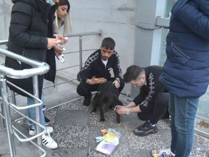 Sahipsiz Pitbull Köpek Sokak Köpeğiyle Boğuştu, Vatandaş Seferber Oldu