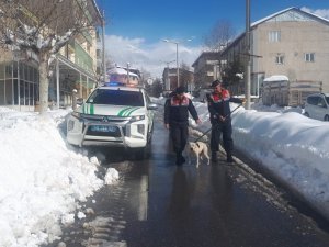 Sokağa Terk Edilen Pitbull Barınağa Teslim Edildi
