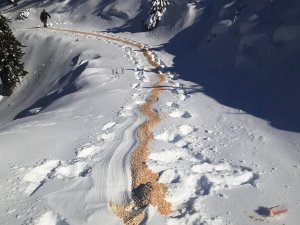 Aydın’da Yaban Hayvanları Unutulmadı