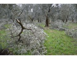 Zeytin Ağaçları Baltayla Değil Karla Bu Hale Geldi