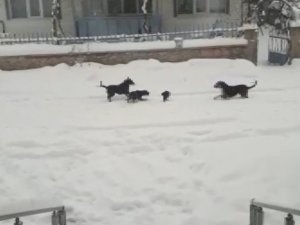 Konya’da Kedi Ve Köpeklerin Yiyecek Kavgası Kamerada