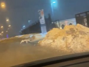 Elazığ’da Aç Kalan Kurt Şehir Merkezine İndi