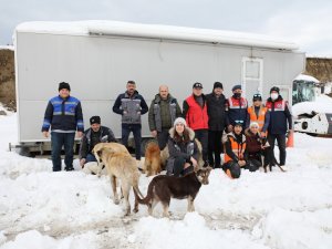 Sokak Hayvanları İçin El Birliği