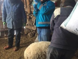 Kütahya’da Küçükbaş Hayvanlara Çiçek Aşısı