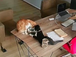Yaramaz Kedilerin Balıklarla Oyunu Pahalıya Mal Oldu
