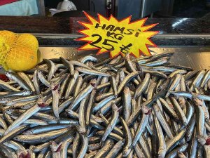 Deniz Soğudu, Balık Bollaştı